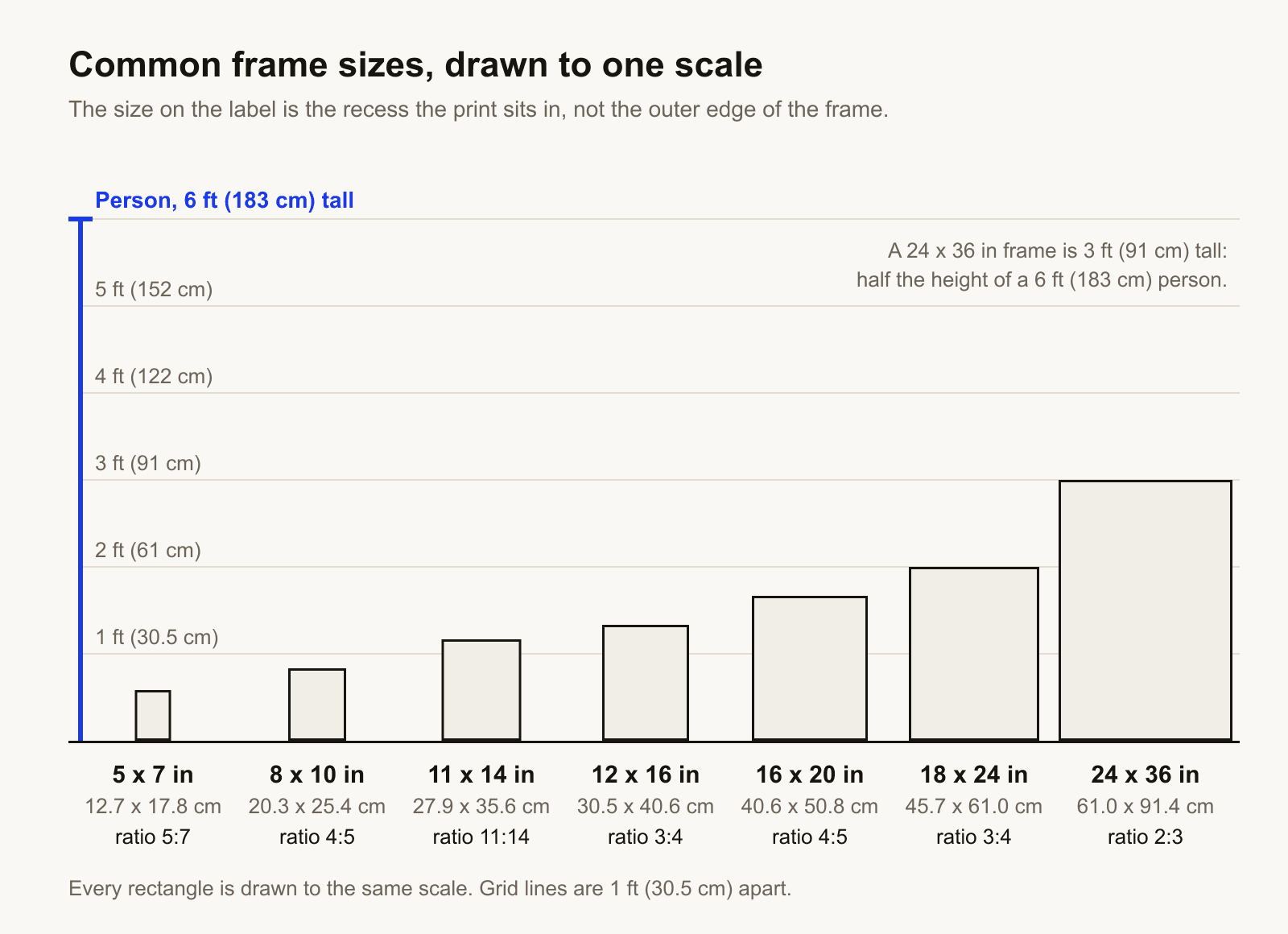 Seven common frame sizes drawn to scale beside a 6 ft (183 cm) height bar: 5 x 7 in (12.7 x 17.8 cm, ratio 5:7), 8 x 10 in (20.3 x 25.4 cm, 4:5), 11 x 14 in (27.9 x 35.6 cm, 11:14), 12 x 16 in (30.5 x 40.6 cm, 3:4), 16 x 20 in (40.6 x 50.8 cm, 4:5), 18 x 24 in (45.7 x 61.0 cm, 3:4) and 24 x 36 in (61.0 x 91.4 cm, 2:3). The largest, 24 x 36 in, is half the height of the bar.